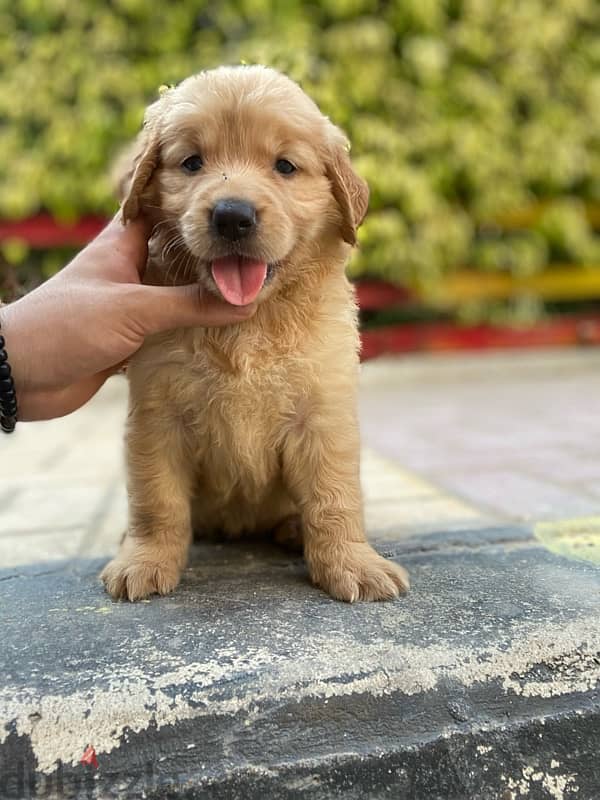 golden retriver puppies جراوي جولدن 2