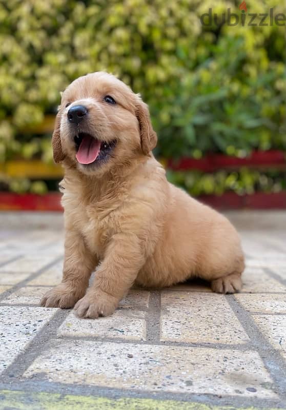 golden retriver puppies جراوي جولدن 3