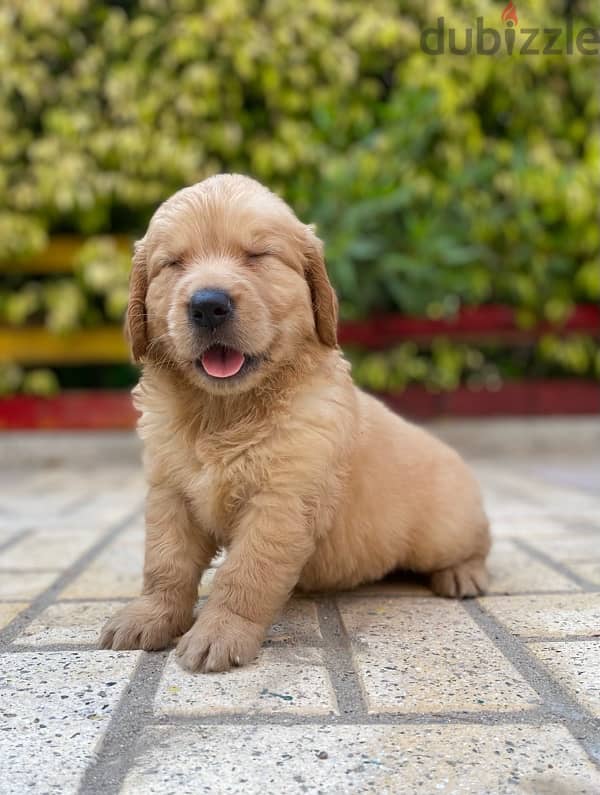 golden retriver puppies جراوي جولدن 4