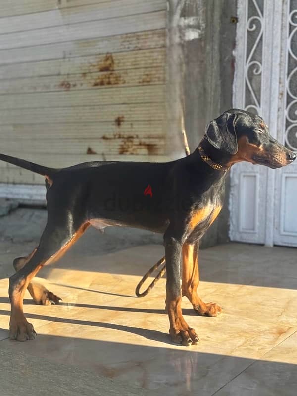 Doberman - دوبر مان 3