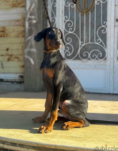 Doberman