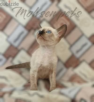 the most gorgeous siamese kitten in Egypt