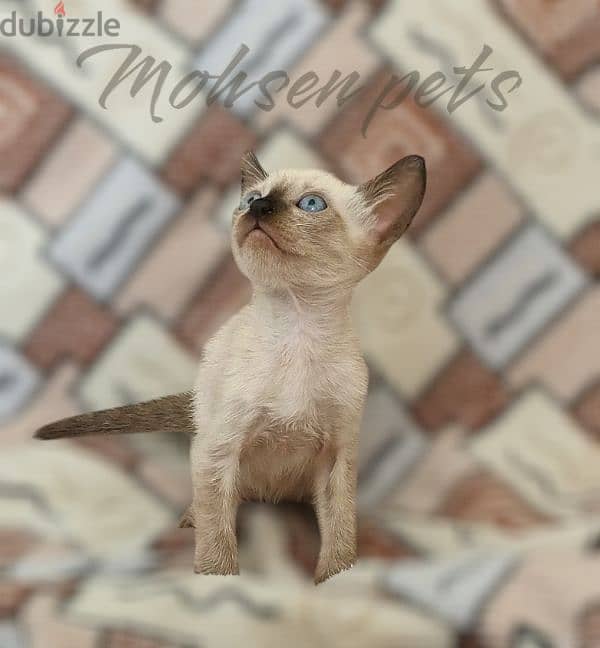 the most gorgeous siamese kitten in Egypt 0