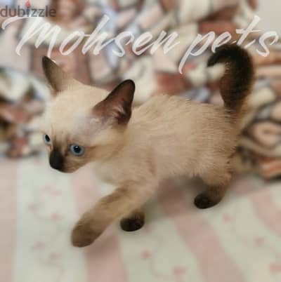 the most gorgeous siamese kitten in Egypt