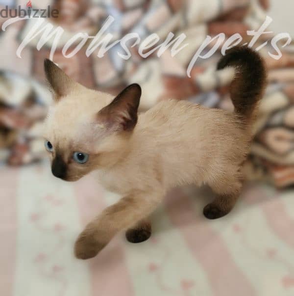 the most gorgeous siamese kitten in Egypt 1