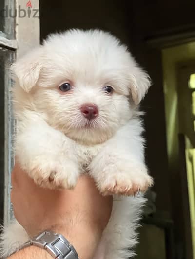 havanese puppy