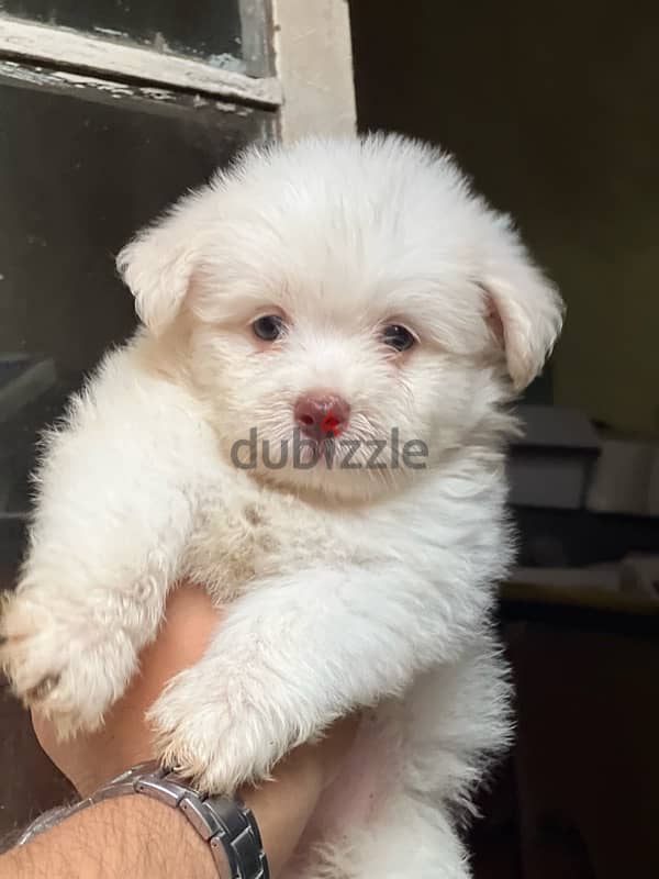 havanese puppy 1