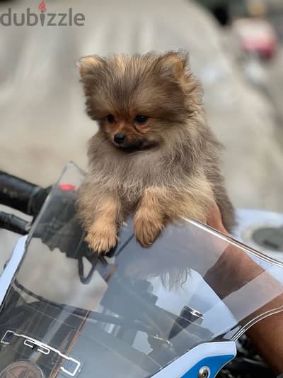 Pomeranian