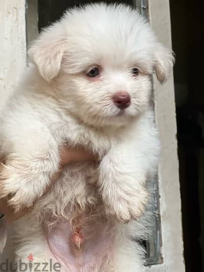 havanese puppy  color eye