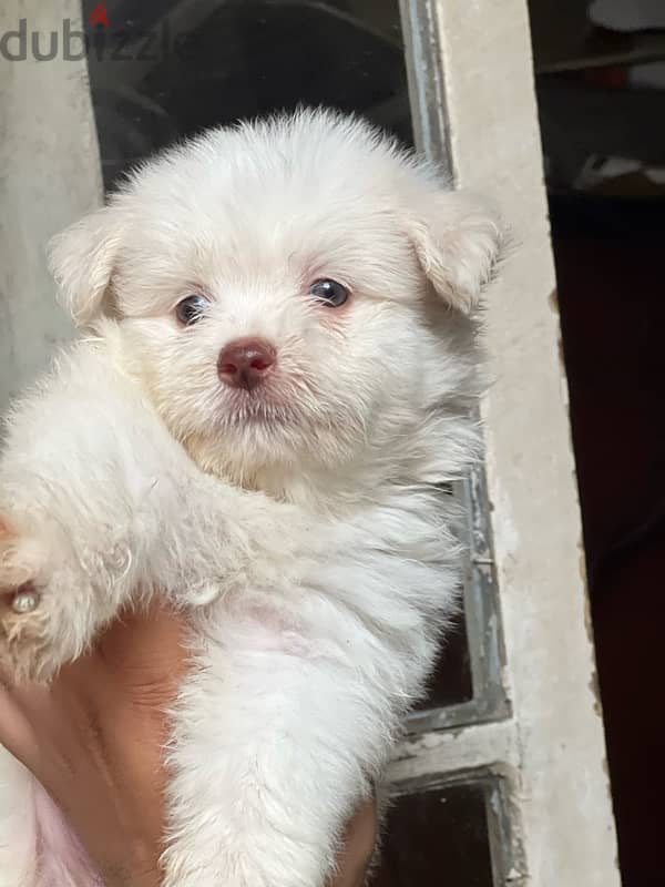 havanese puppy  color eye 1