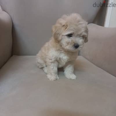 maltipoo