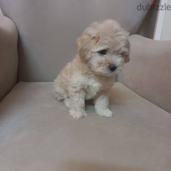 maltipoo 0