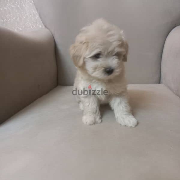 maltipoo 1