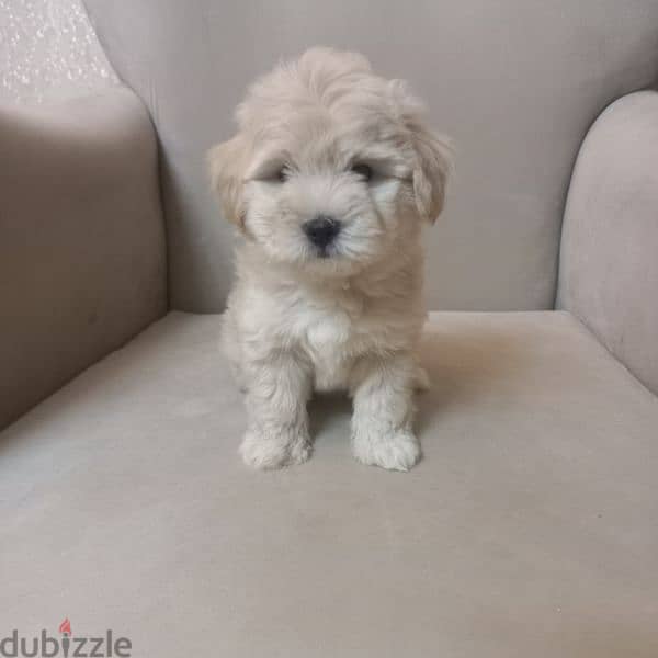 maltipoo 2