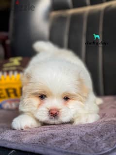 mini havanese ميني هافانيز 0