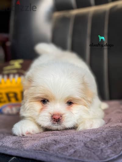 mini havanese ميني هافانيز