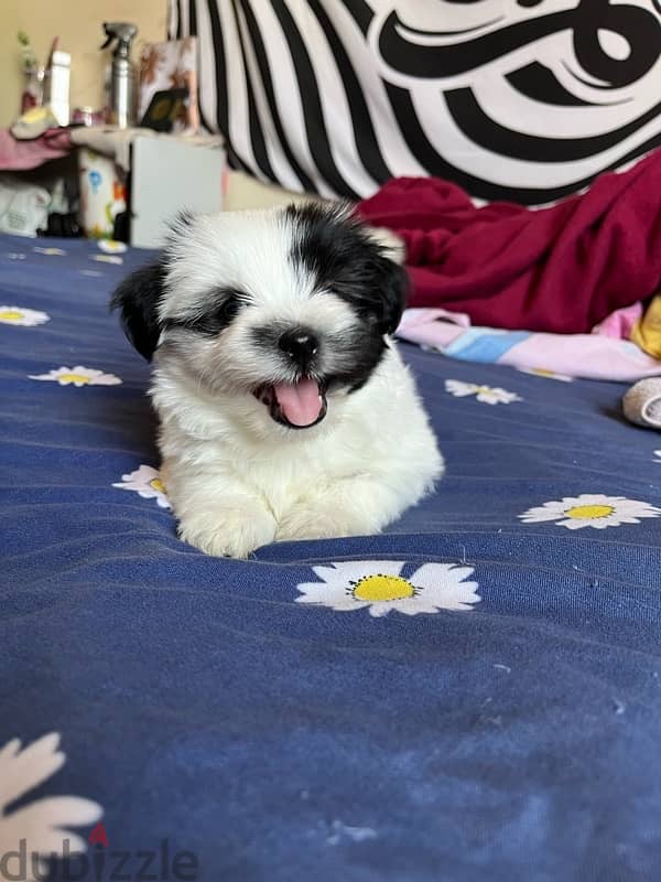 mini havanese 1