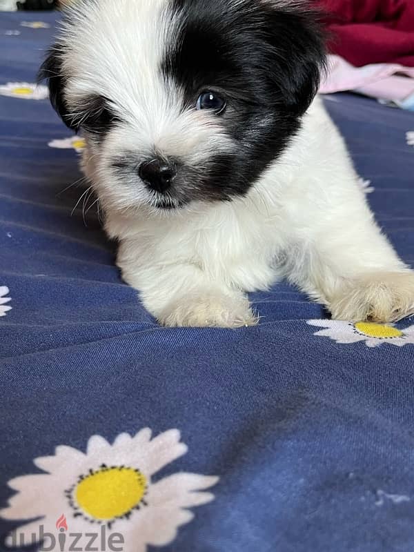 mini havanese 2