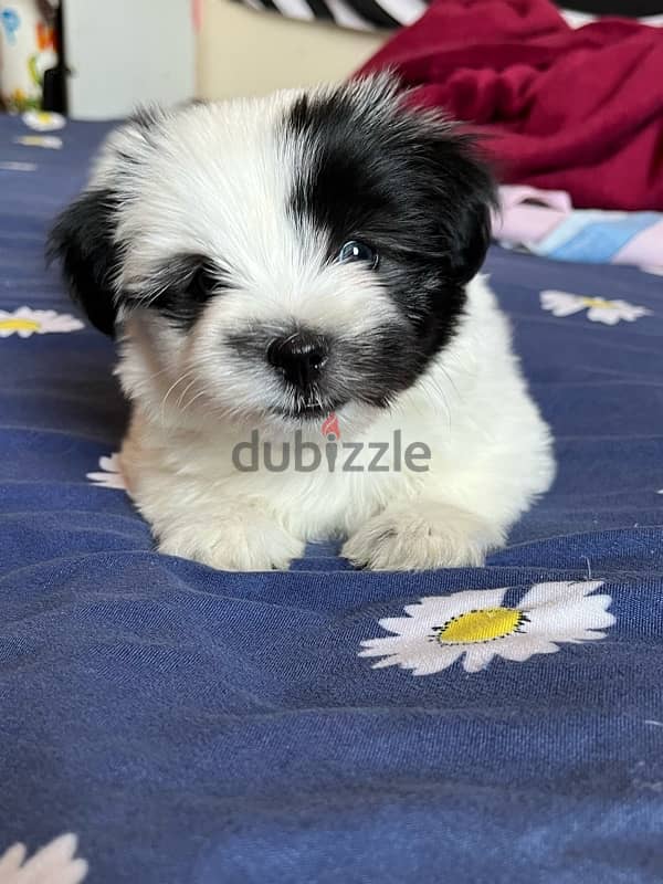 mini havanese 3