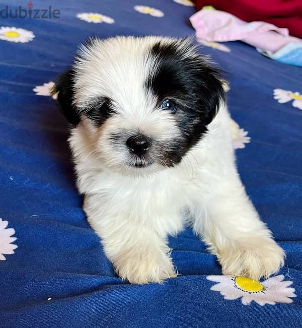 mini havanese 4