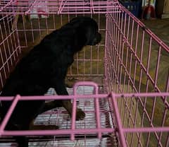 Rottweiller for sale 0