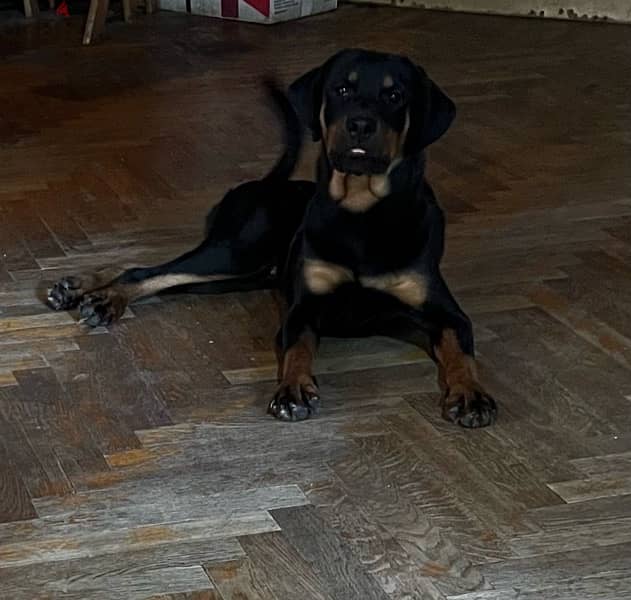 Rottweiller for sale 2