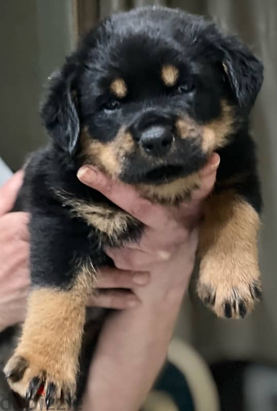 Rottweiller for sale 3