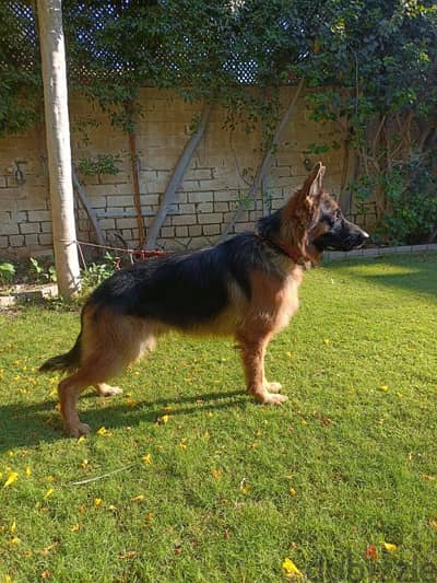 German shepherd dog