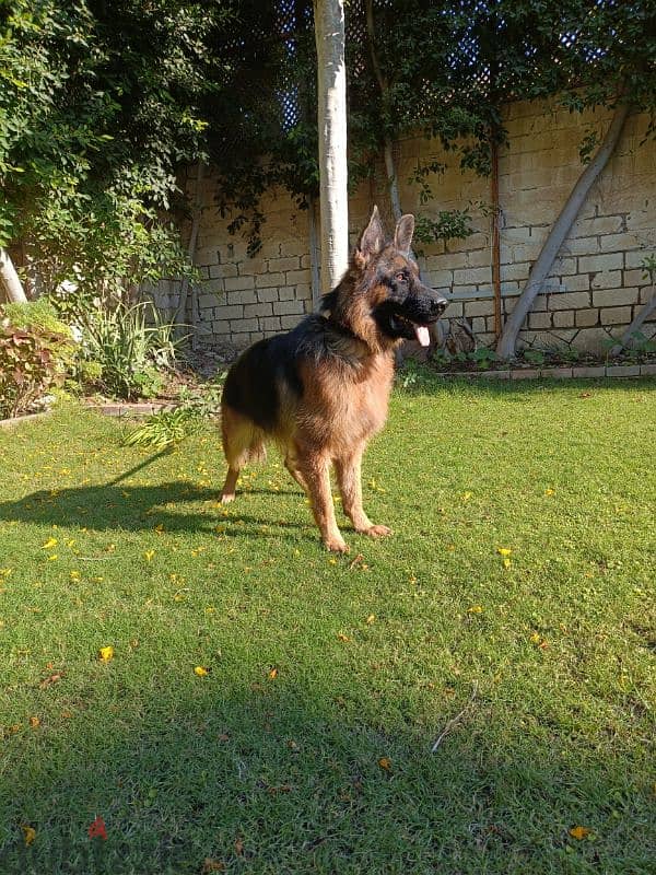 German shepherd dog 1