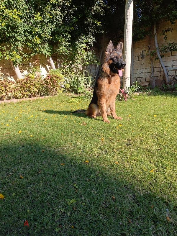 German shepherd dog 2