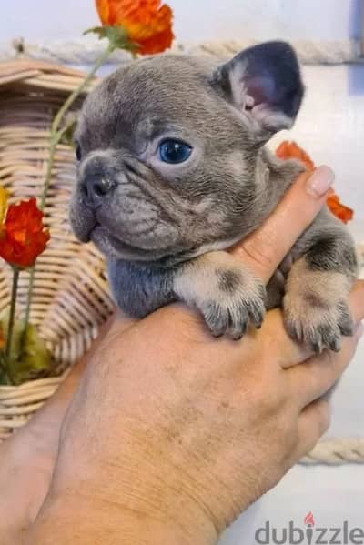 Blue french bulldog from Russia