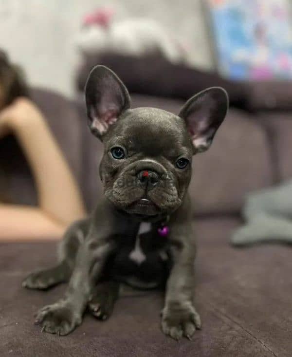 French bulldog puppy Male blue color from Russia 0