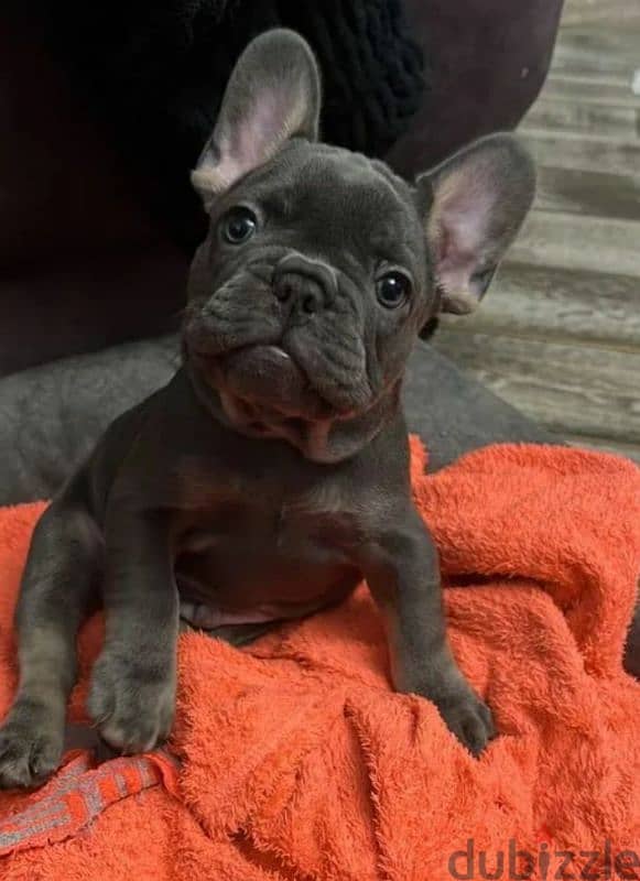 French bulldog puppy Male blue color from Russia 1