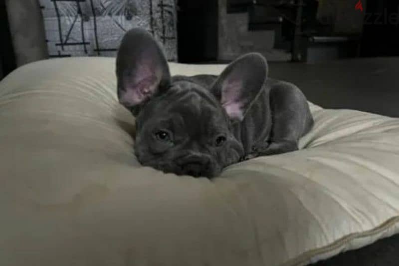 French bulldog puppy Male blue color from Russia 2