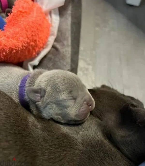 French bulldog puppy Male blue color from Russia 3