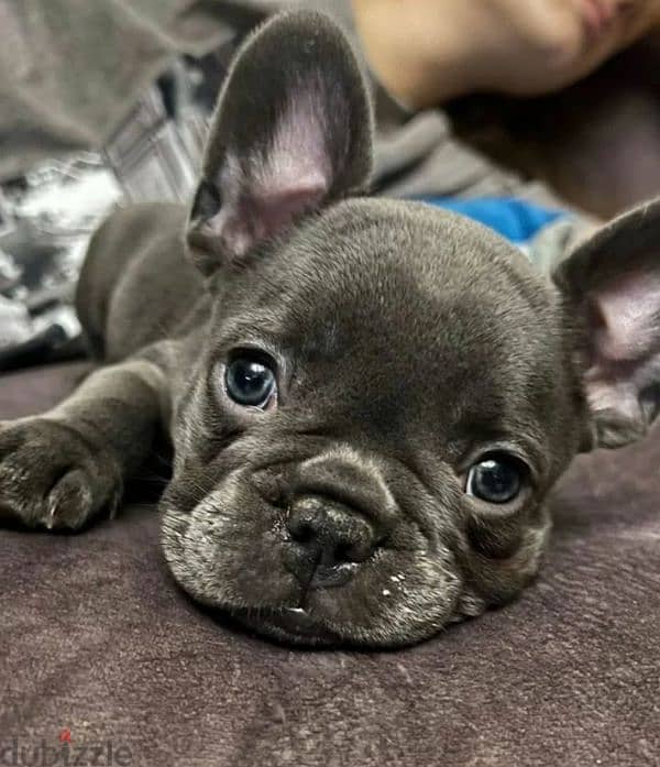 French bulldog puppy Male blue color from Russia 4