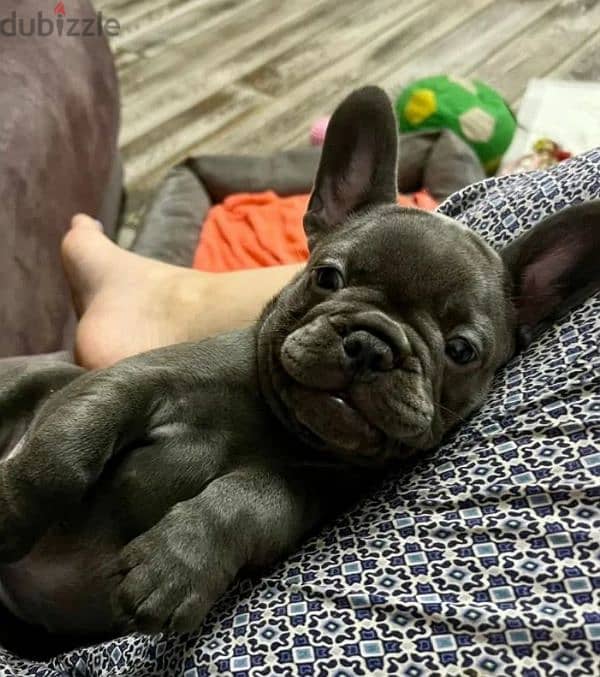 French bulldog puppy Male blue color from Russia 5