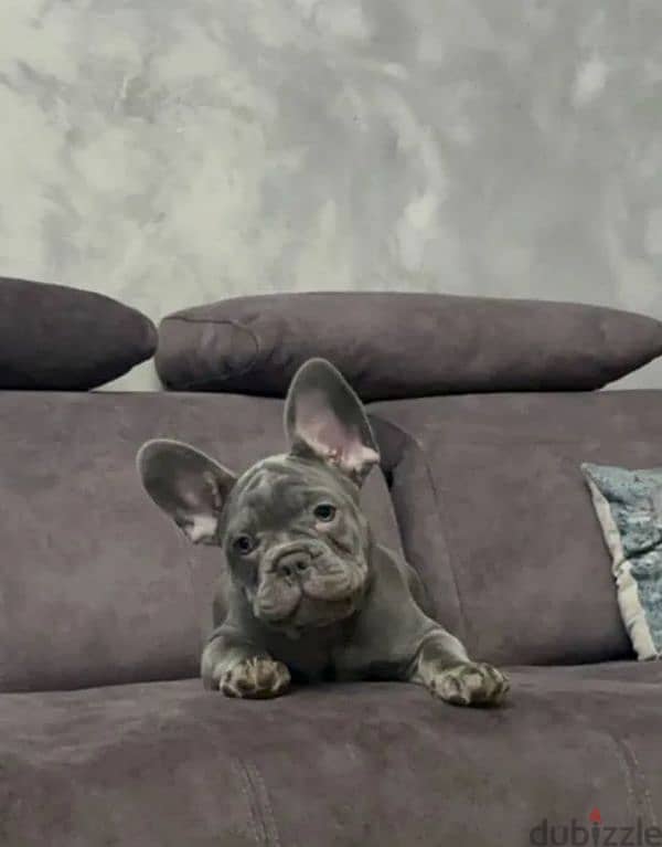 French bulldog puppy Male blue color from Russia 6