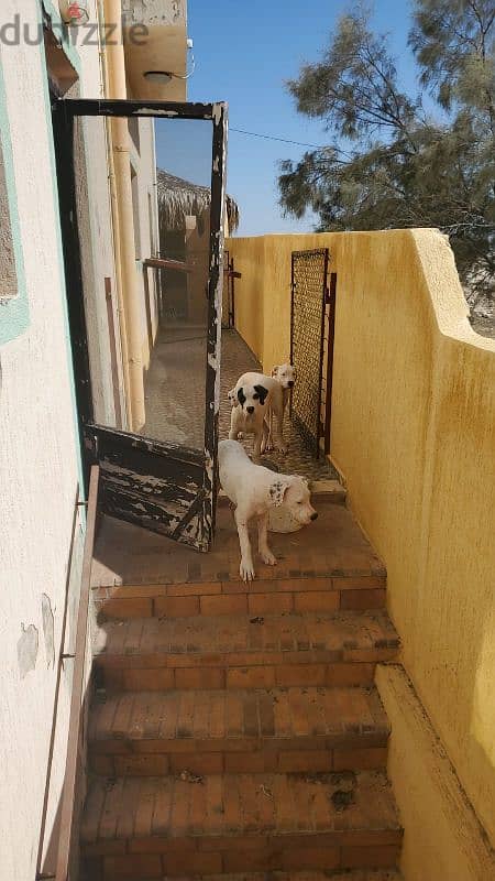 Dogo argentino puppies 0