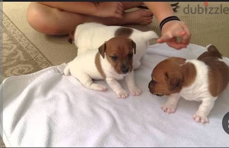 puppies jack Russell