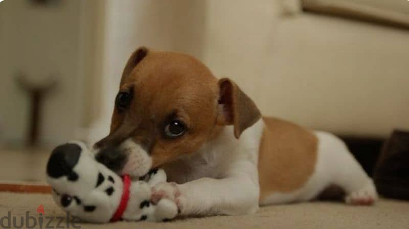 puppies jack Russell 1