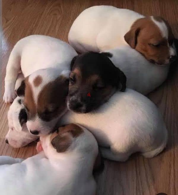 puppies jack Russell 3