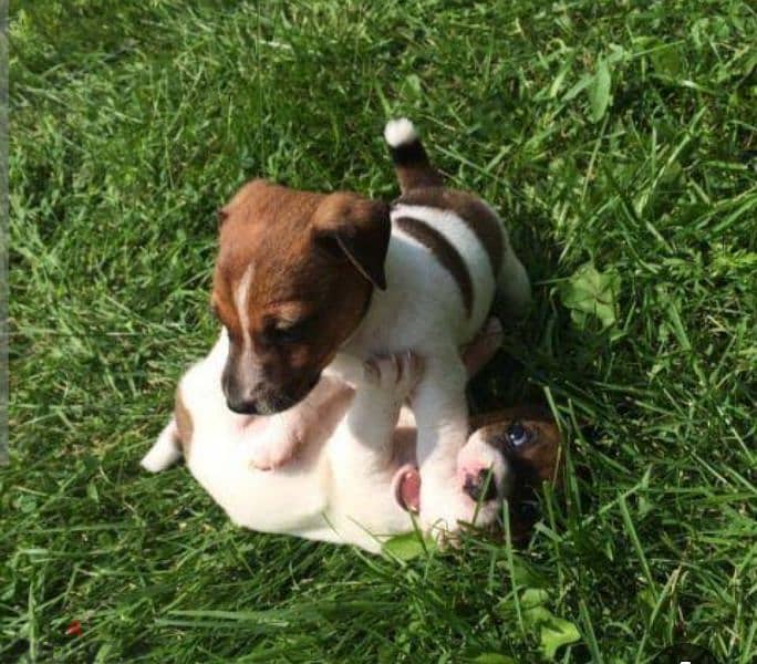 puppies jack Russell 4