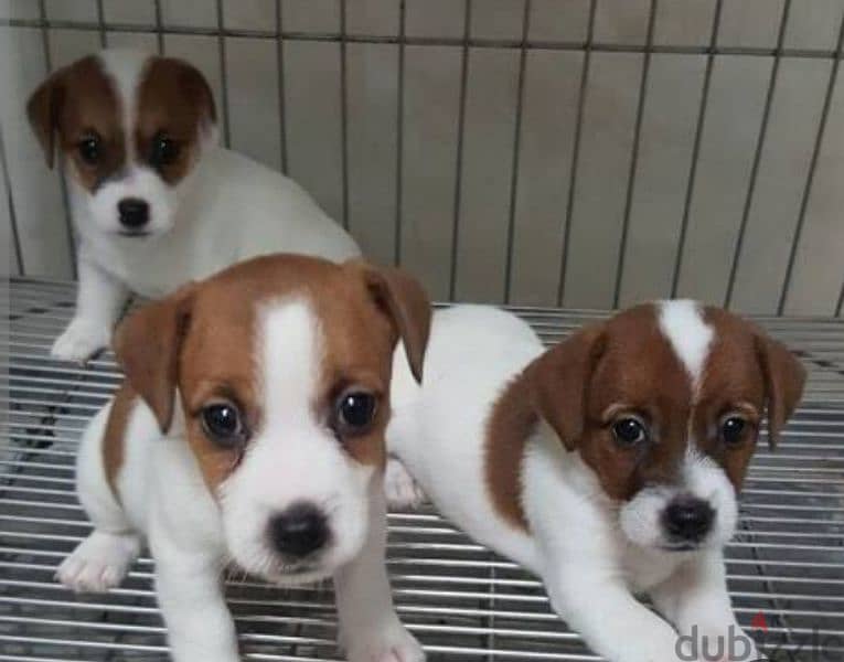 puppies jack Russell 5