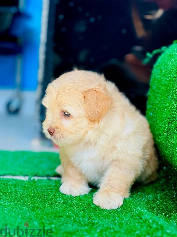 female havanese 1