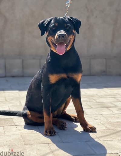 Rottweiler