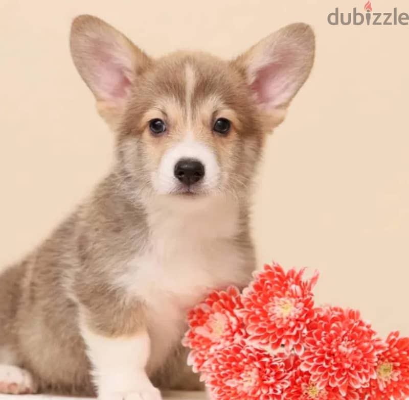 Cardigan Welsh Corgi Dog with FCI Pedigree from Europe 1