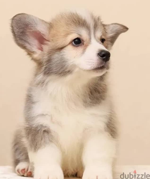 Cardigan Welsh Corgi Dog with FCI Pedigree from Europe 3