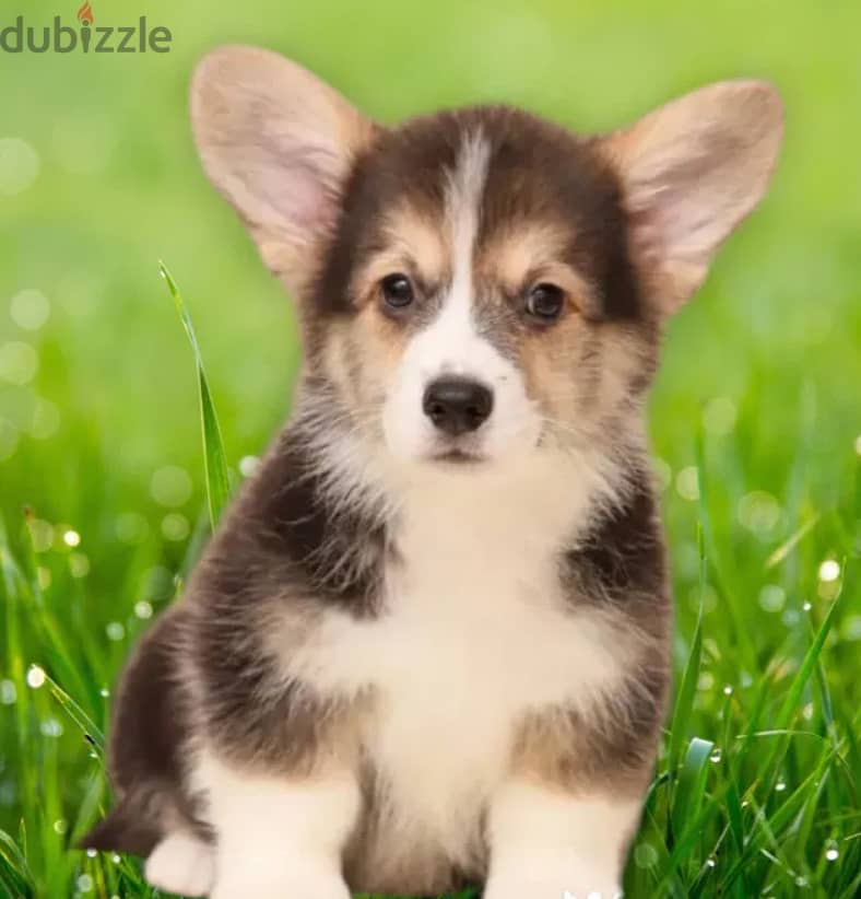 Cardigan Welsh Corgi Dog with FCI Pedigree from Europe 4