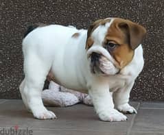 English Bulldog Puppies for Sale With FCI Pedigree 0